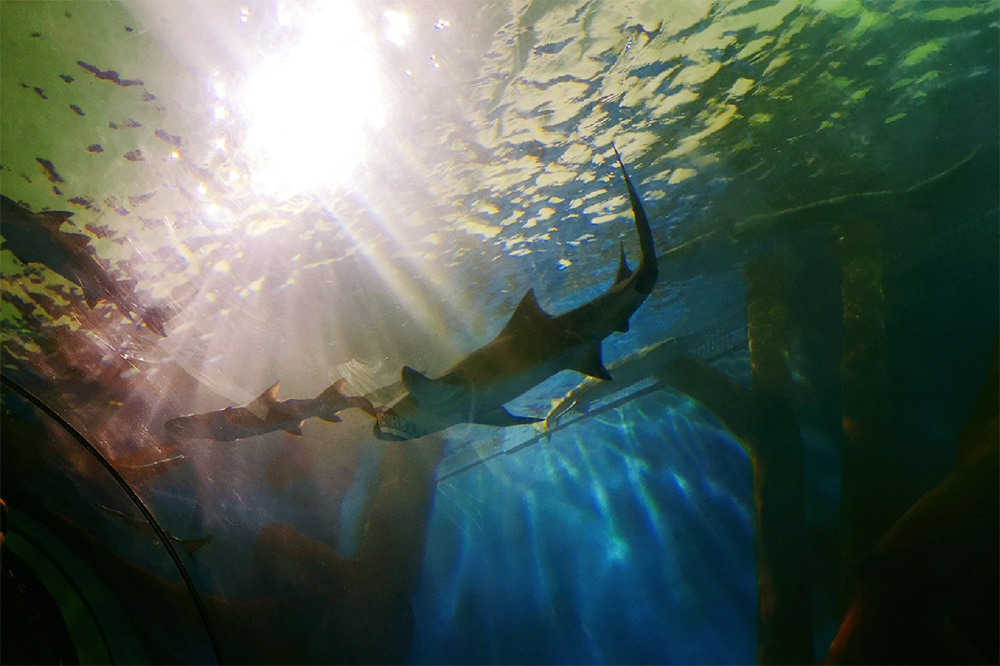 海洋館水處理濾料,AFM 濾料,海洋館AFM 濾料